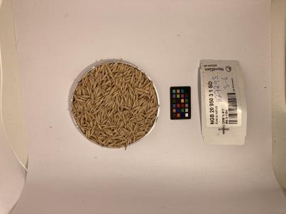 Click for 1 image(s) for this accession. SEED